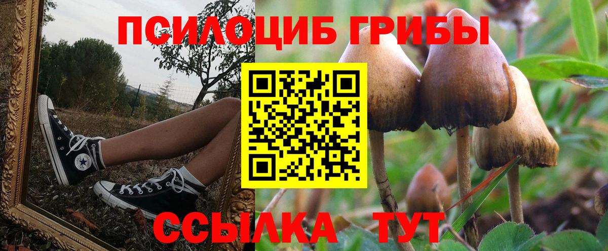 Псилоцибиновые грибы Psilocybe Курск